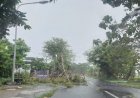 BPBD Ngawi Petakan Titik Lokasi Pohon Rawan Tumbang, Masyarakat Diminta Waspada