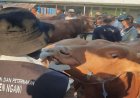 Jelang Idhul Adha Pemkab Ngawi Cek Kesehatan Hewan Kurban, Ini Tanda Penyakitnya